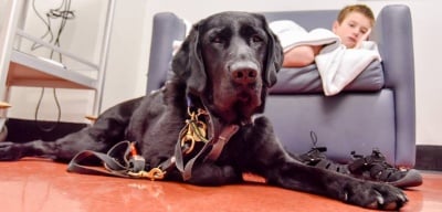 Куче се грижи за своя 9-годишен стопанин, който е аутист