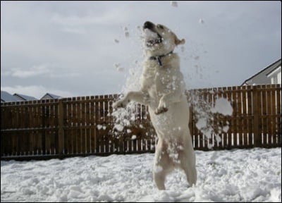 Куче си играе със снежни топки