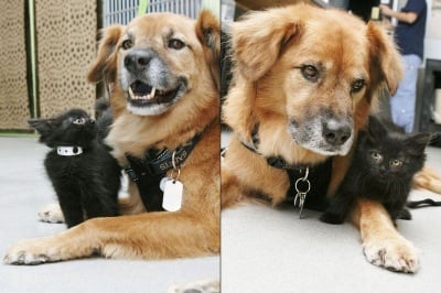 Куче, спасено от урагана Катрина, става бавачка на малки котенца