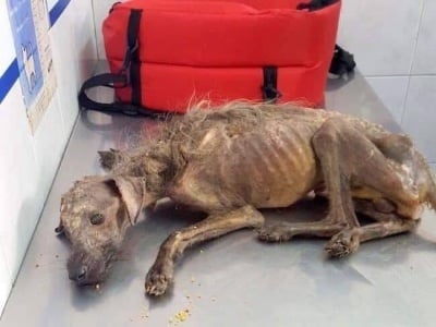 Невероятна история на кучето Херкулес, което оцелява по чудо