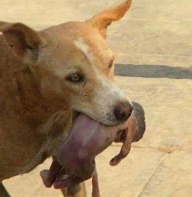 Куче спасява новородено бебе