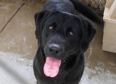 Осиновено куче спасява новото си семейство от пожар