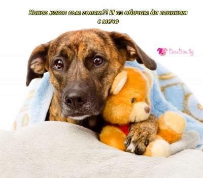 Малкото-голямо куче