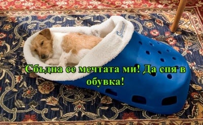 "Имам си една мечта...да спя в обувка през нощта"