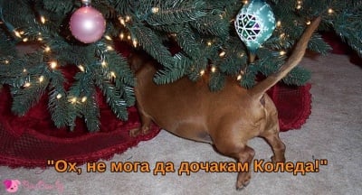 В търсене на подаръци