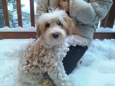 Куче в сняг