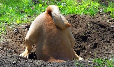 Защо кучетата заравят кокали?