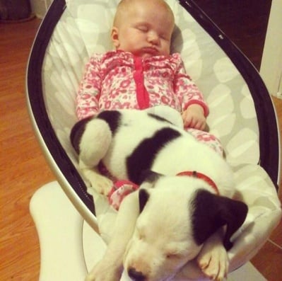 Кученце и питбул са най-сладките най-добри приятели