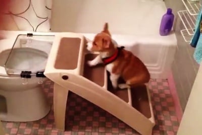 Кученце ползва тоалетната нa стопаните си съвсем само