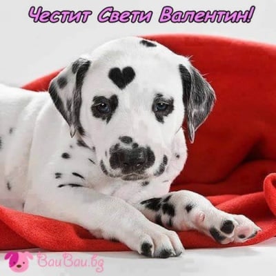 Кученце на Свети Валентин