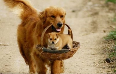 "С мама на пазар"