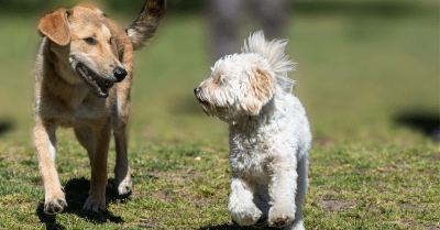Как да изберем храна за кучета с бъбречна недостатъчност?