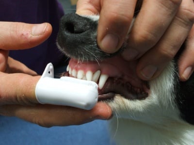 Кучешка паста за зъби