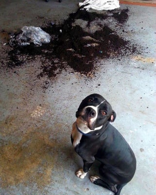 Кучета, които нямат представа от къде идва цялата тази бъркотия