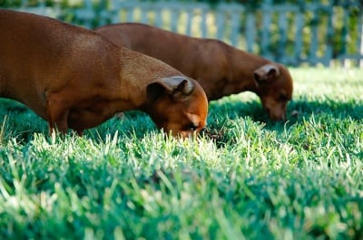 Кучета ядат трева
