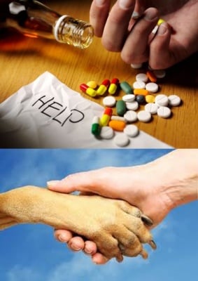 Отглеждането на куче помага на наркозависимите