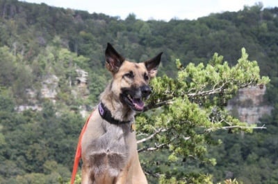 Кучето Джуно спасява живота на Лукас