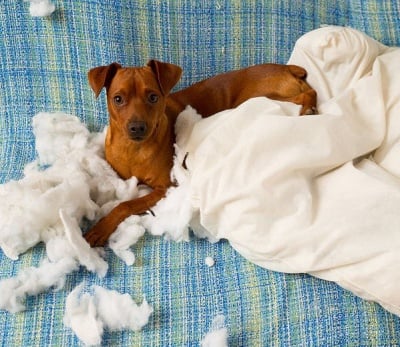 Какво да правите, когато кучето не ви слуша?