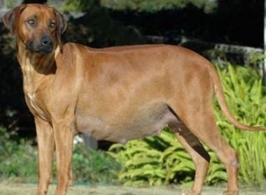 Трудно раждане при кучето - Първа помощ