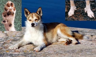 Кучето с най - много пръсти в света