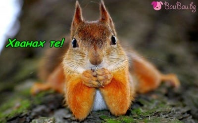 Къде е жълъдчето?