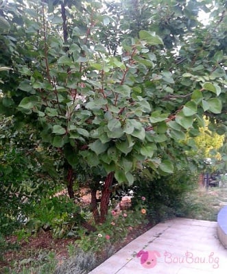 Къде се крие котето?