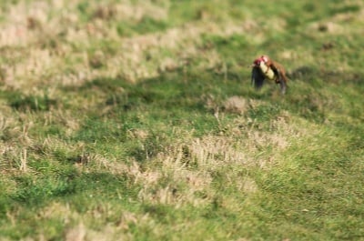Кълвач и невестулка