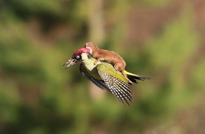 Кълвач лети с невестулка на крилете си - уникална снимка!