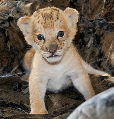 В Русия се роди първият в света Лалайгър
