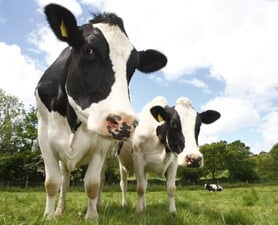 Глоба от 5000 лв за изпражнение на пътя