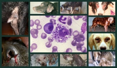 Лайшманиоза при кучето