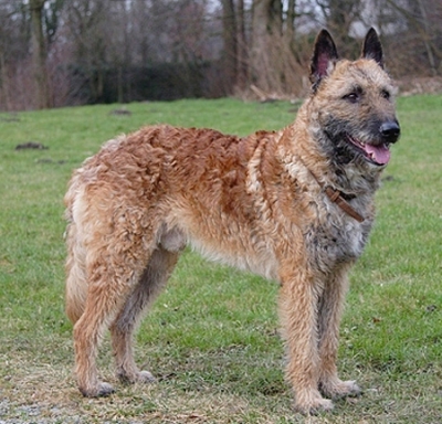 Лакеноа - белгийска овчарка