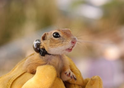 За първи път в България се следят изчезващи дребни бозайници с радиопредаватели