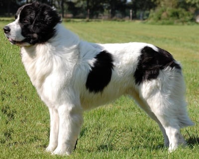 Ландзеер (Лендзир)