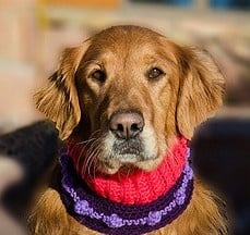 Ларингит при кучето