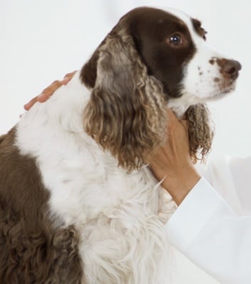 Лечение на Фарингит при кучето