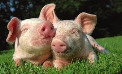 Лечение на Паракератоза при свинете