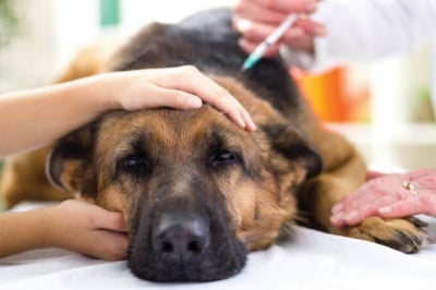 Лечение на Перикардит при кучето