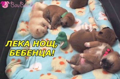 Най - сладките сънища