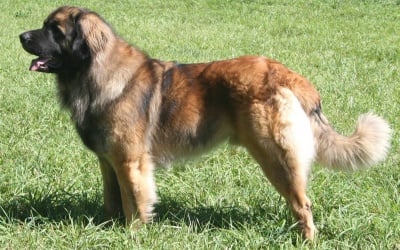 Леонбергер