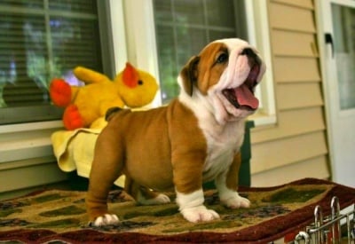 Ставайте-е-е-е