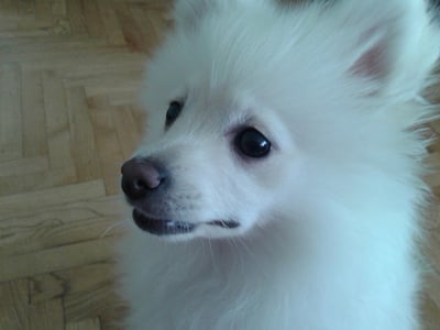 Сара (принцесата)