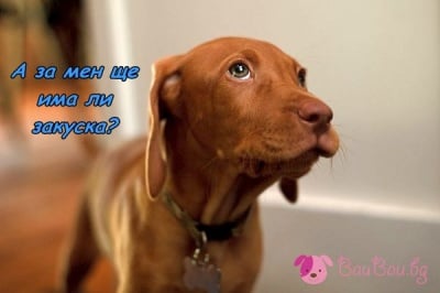 Любопитен за закуската