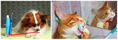 Лош дъх при кучето и котката