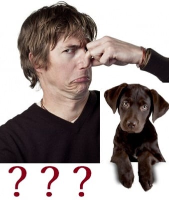 Как да се справим с лошата миризма на кучето?