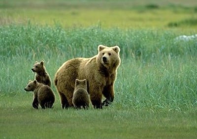 Лов на мечки