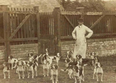 Ловец с голяма глутница от бийгъли, порода ловни кучета, 1885
