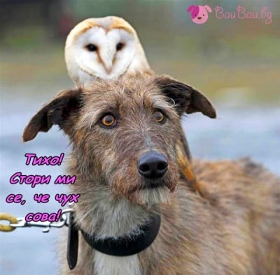 Ловък и безстрашен :)