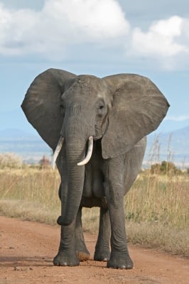 Слон Loxodonta africana
