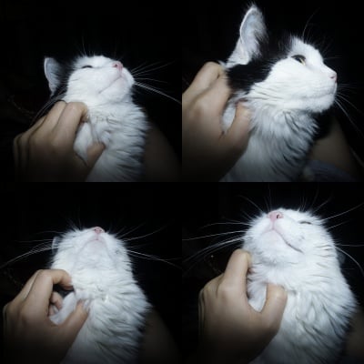 Кои са любимите места на котката за галене?